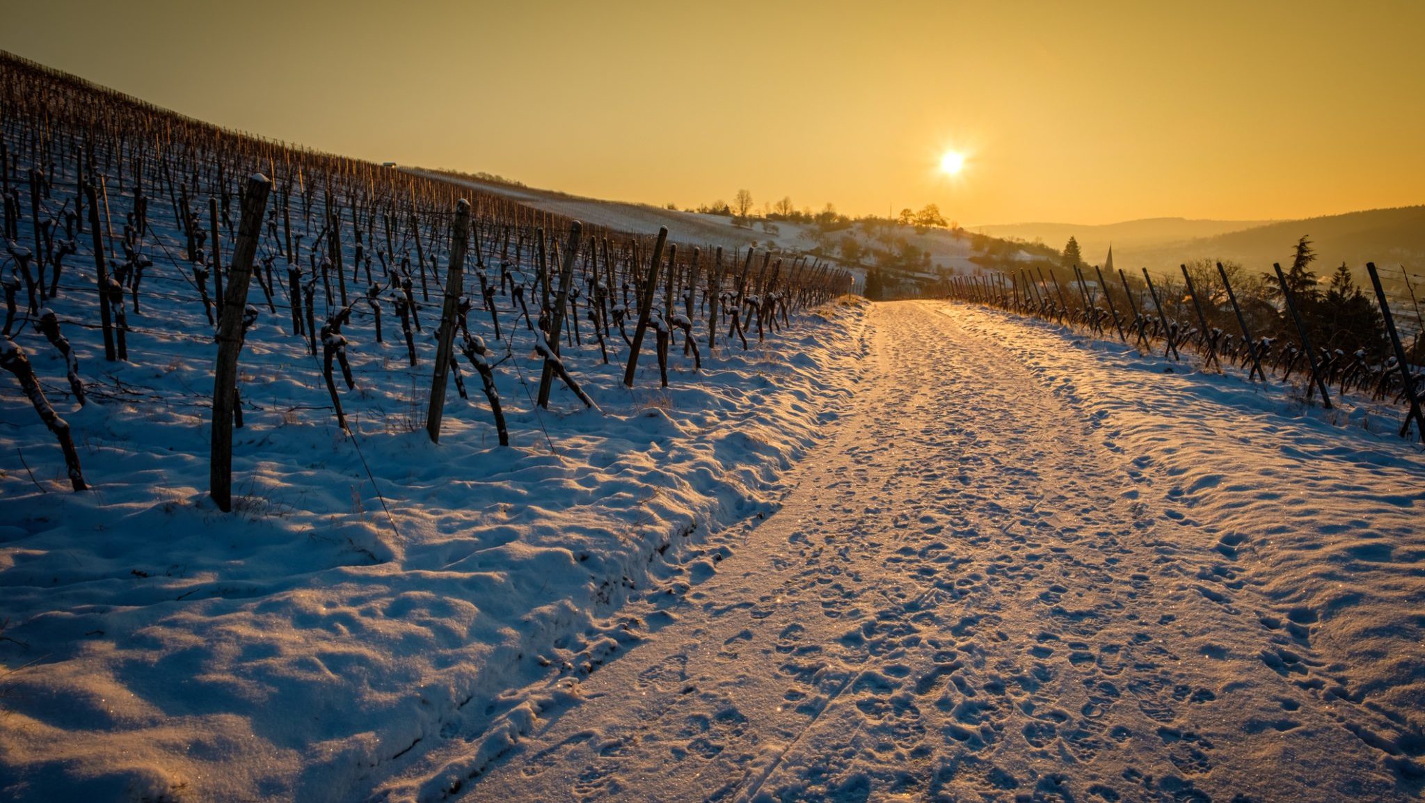Snow on the vines
